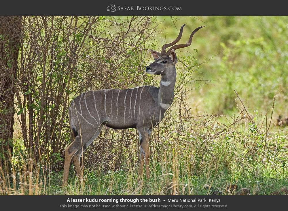 A lesser kudu roaming through the bush in Meru National Park, Kenya