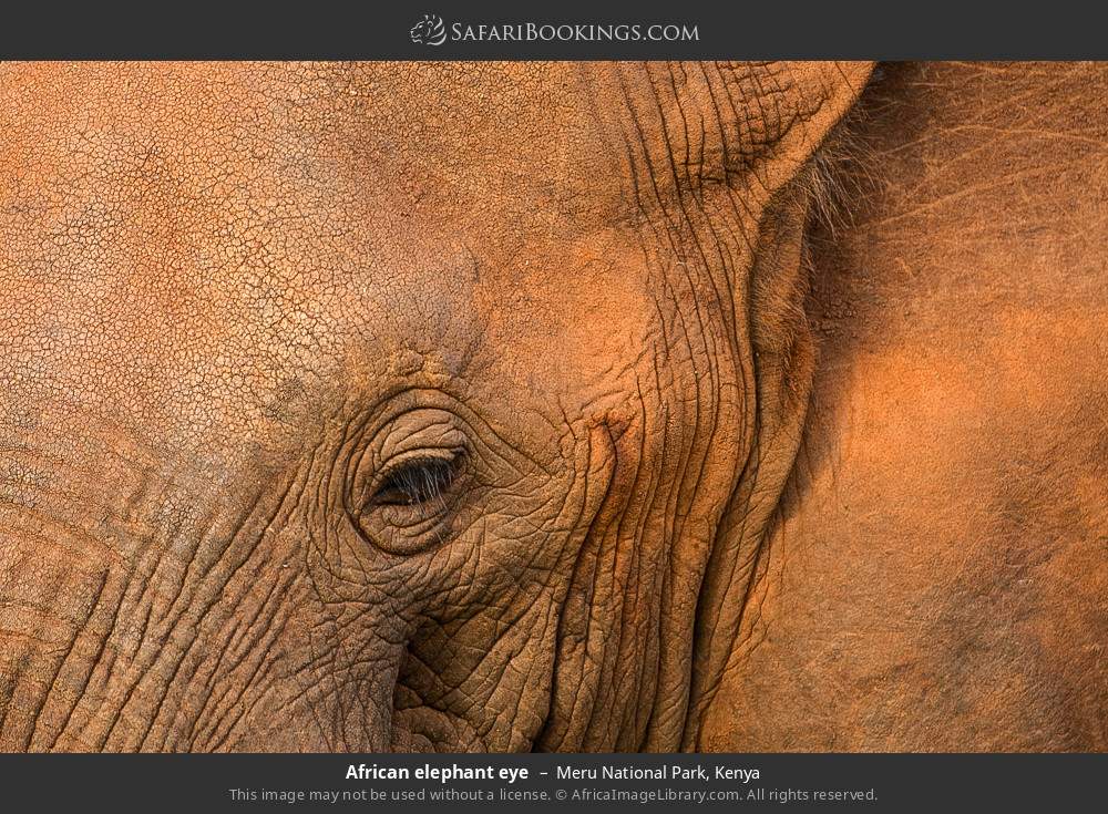 African elephant eye in Meru National Park, Kenya