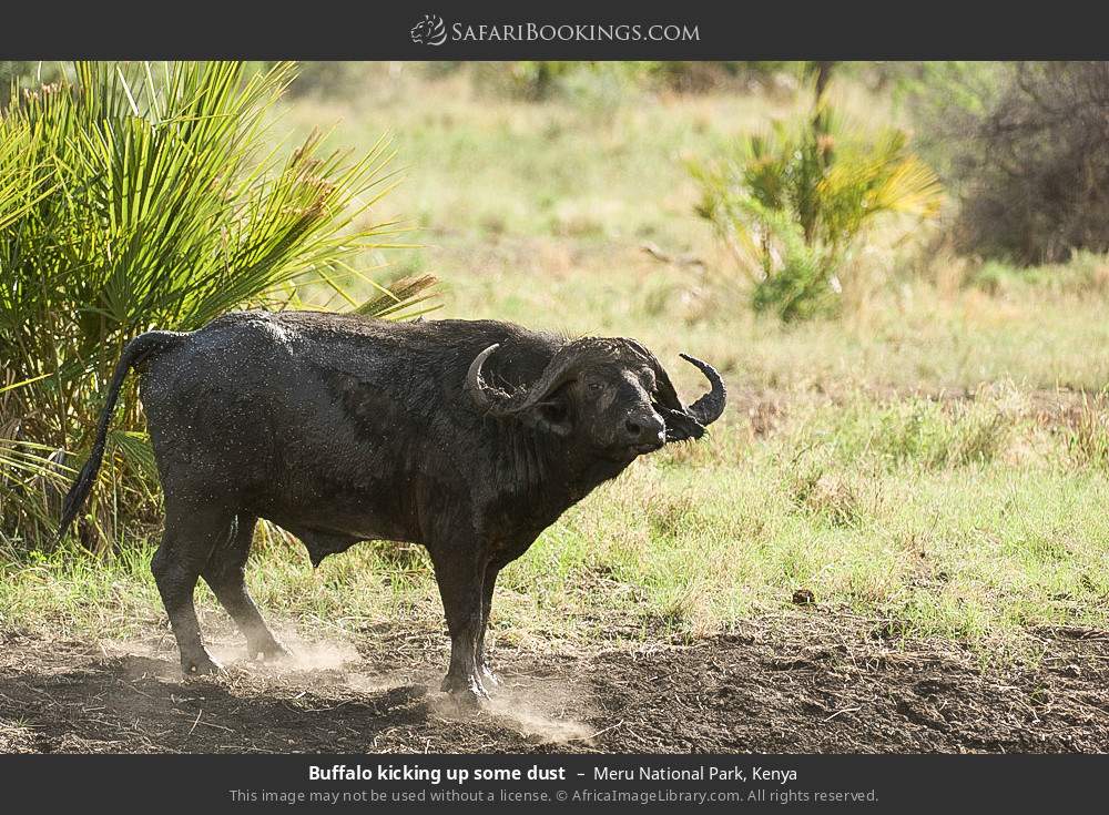 Buffalo kicking up some dust in Meru National Park, Kenya