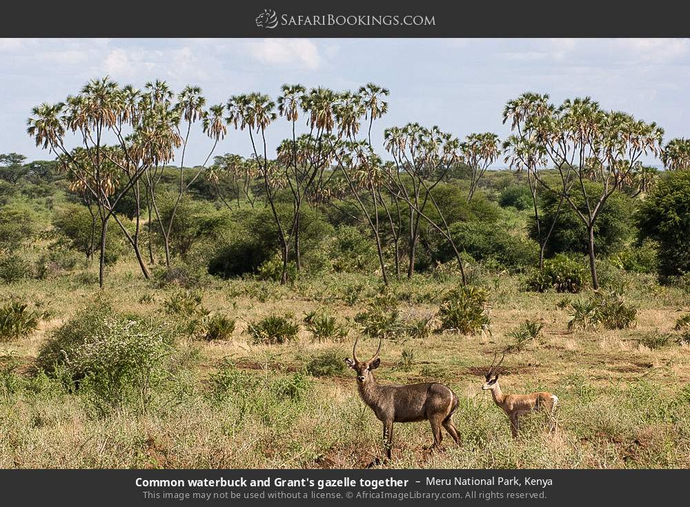 Common waterbuck and Grant's gazelle together in Meru National Park, Kenya