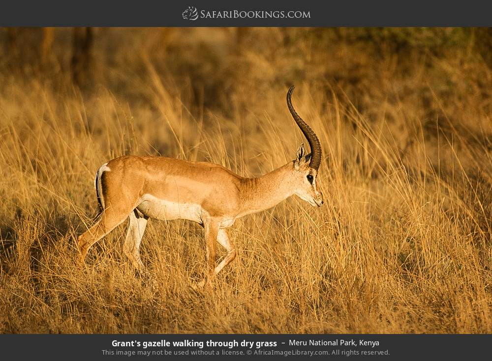 Grant's gazelle walking through dry grass in Meru National Park, Kenya