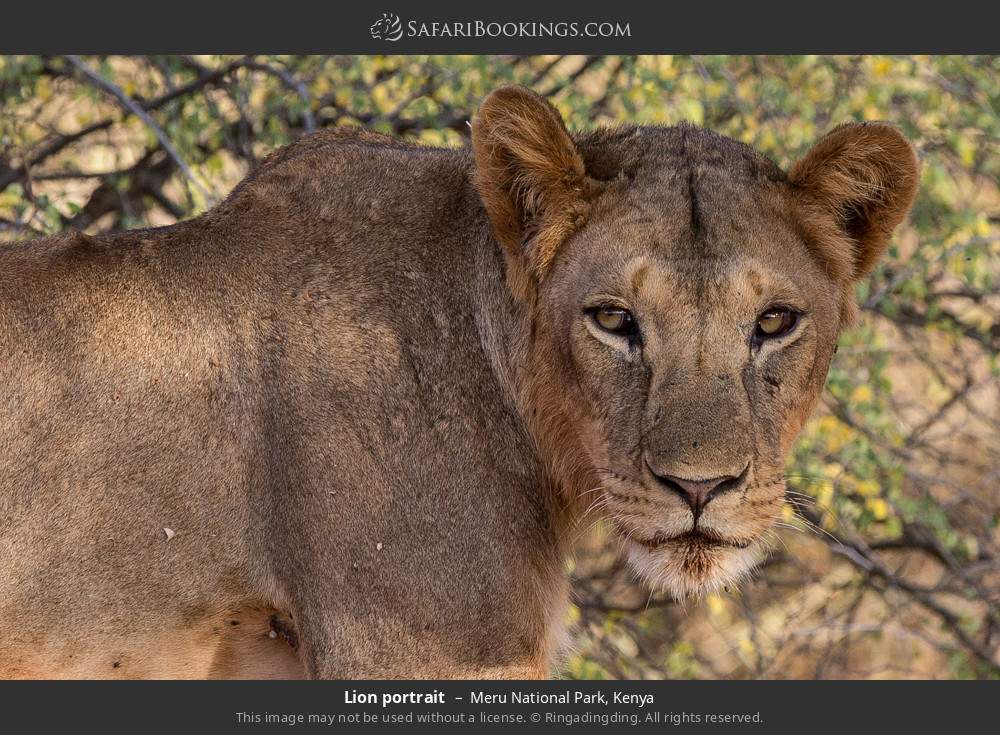 Lion portrait in Meru National Park, Kenya