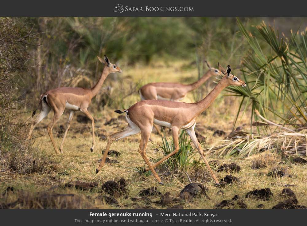 Female gerenuks running in Meru National Park, Kenya