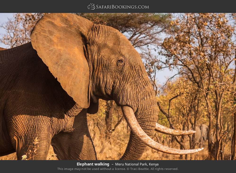 Elephant walking in Meru National Park, Kenya