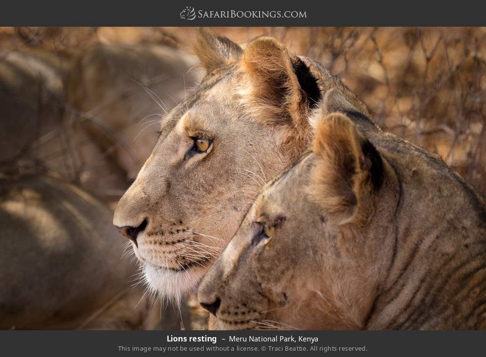 Lions resting in Meru National Park, Kenya