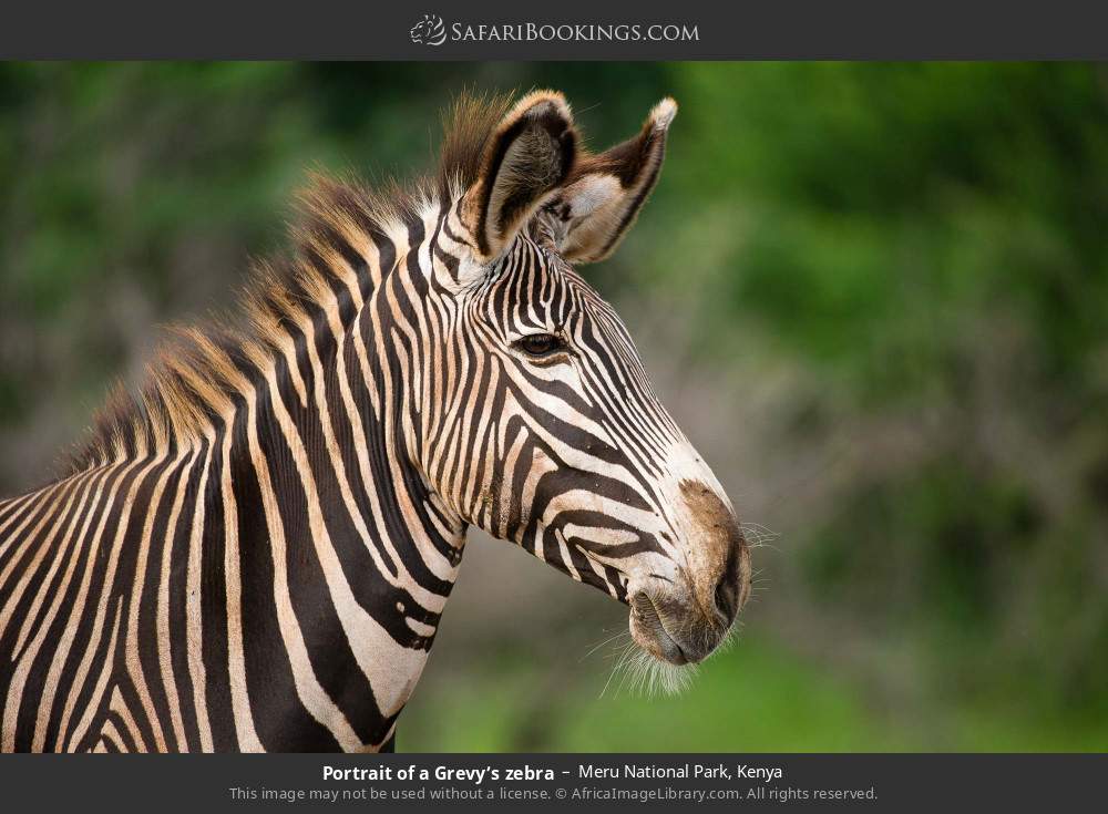 Portrait of a Grevy’s zebra in Meru National Park, Kenya