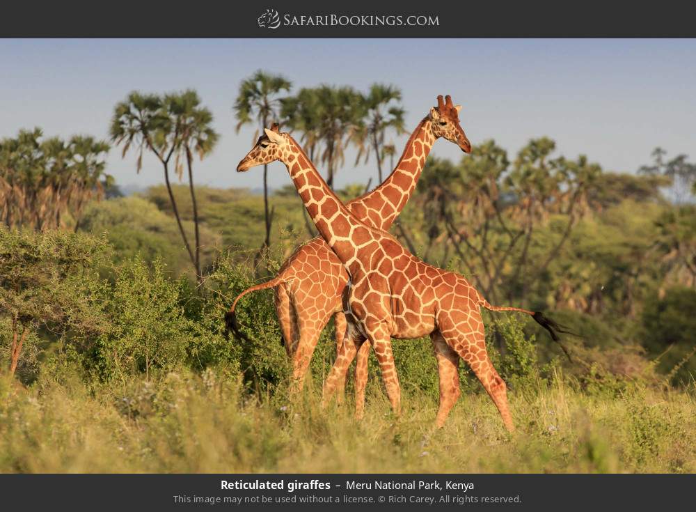 Reticulated giraffes in Meru National Park, Kenya