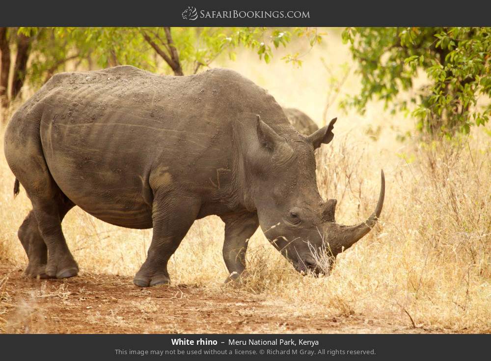 White rhino in Meru National Park, Kenya