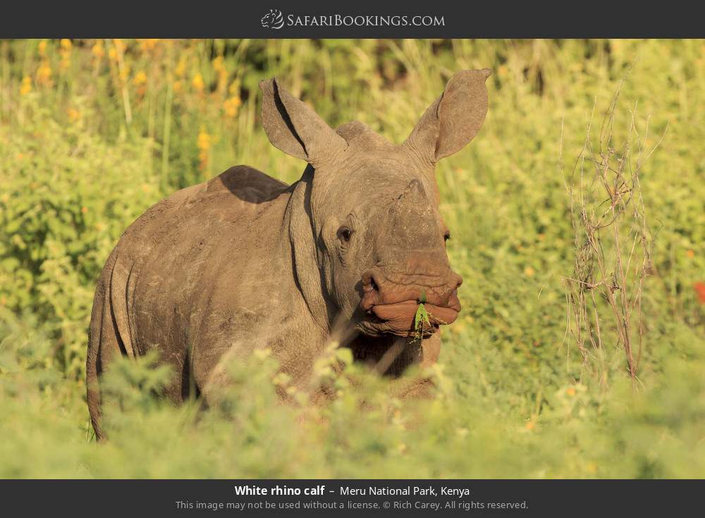 White rhino calf in Meru National Park, Kenya