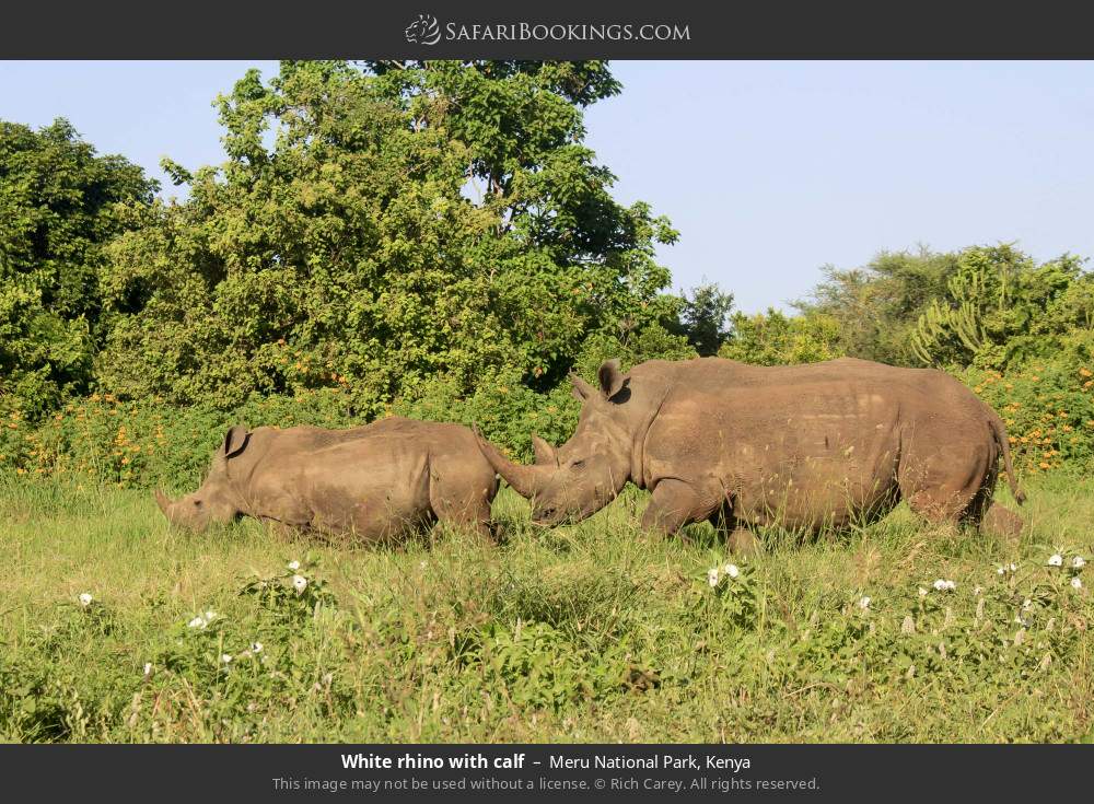 White rhino with calf in Meru National Park, Kenya