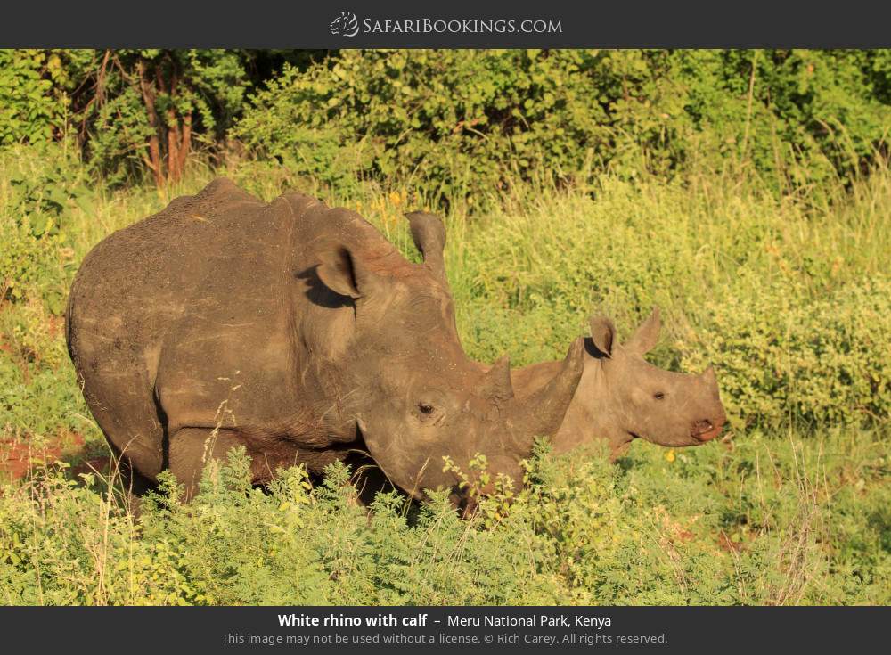 White rhino with calf in Meru National Park, Kenya