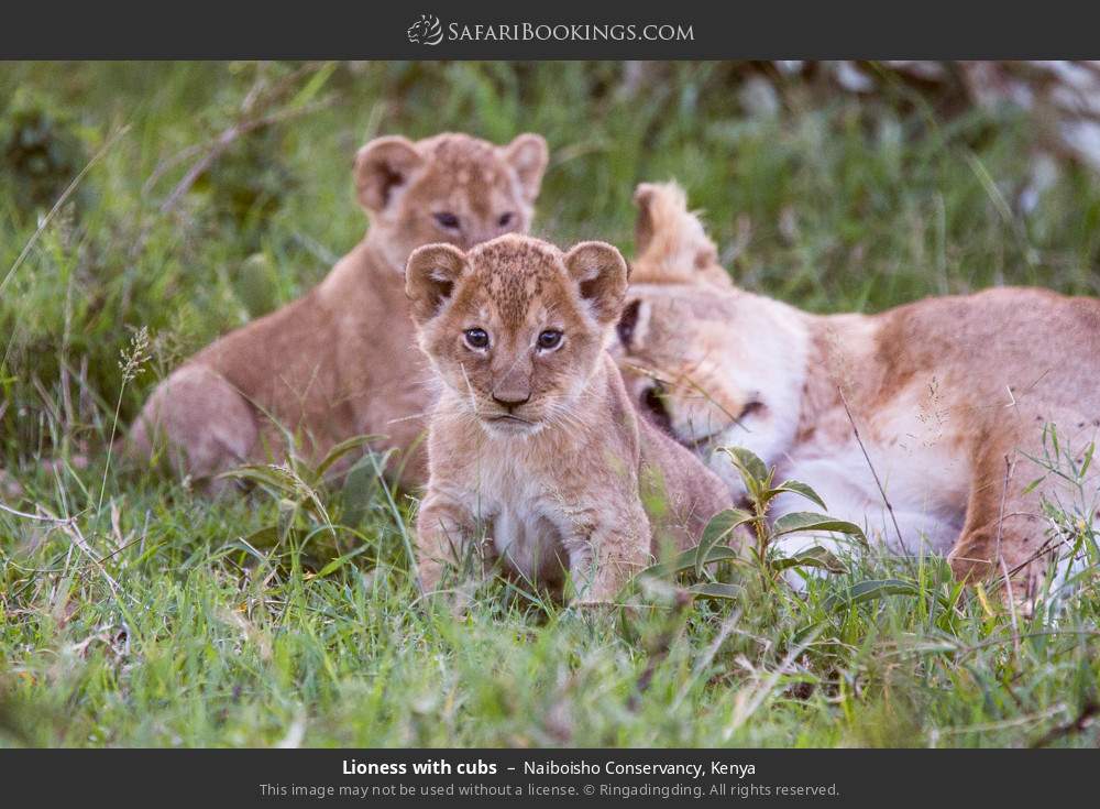 Lioness with cubs in Naiboisho Conservancy, Kenya