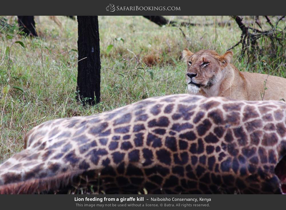 Lion feeding from a giraffe kill in Naiboisho Conservancy, Kenya