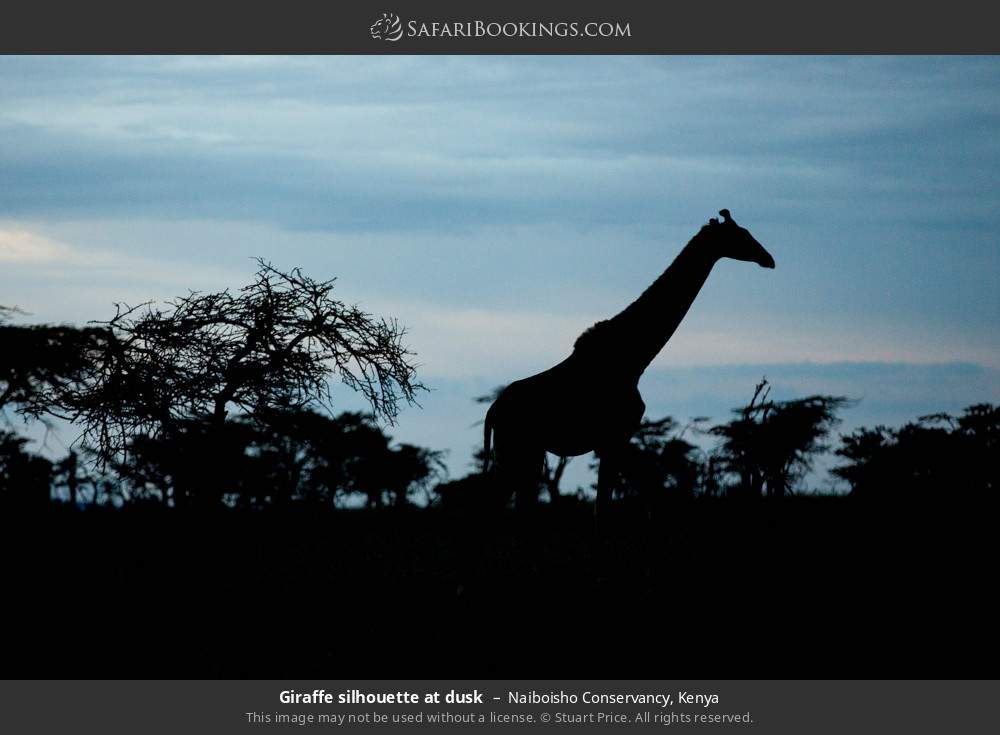 Giraffe silhouette at dusk in Naiboisho Conservancy, Kenya