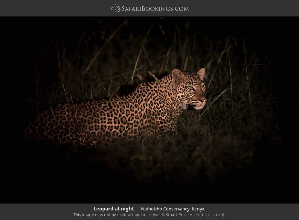 Leopard at night in Naiboisho Conservancy, Kenya
