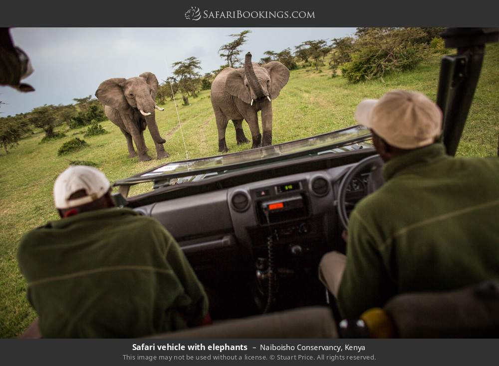 Safari vehicle with elephants in Naiboisho Conservancy, Kenya