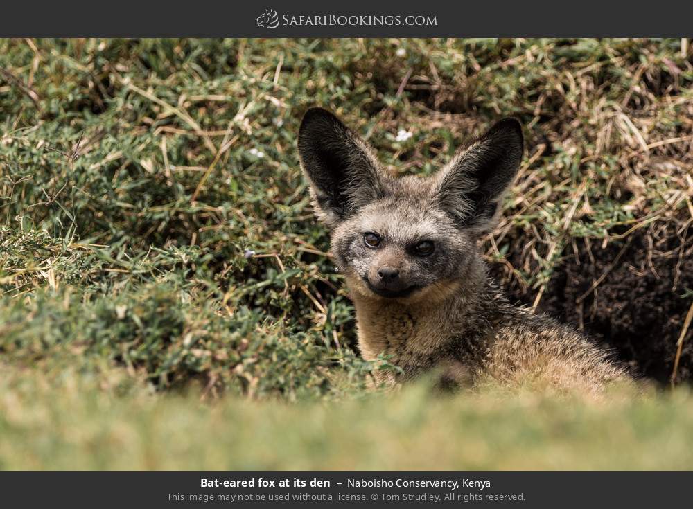 Bat-eared fox at its den in Naboisho Conservancy, Kenya