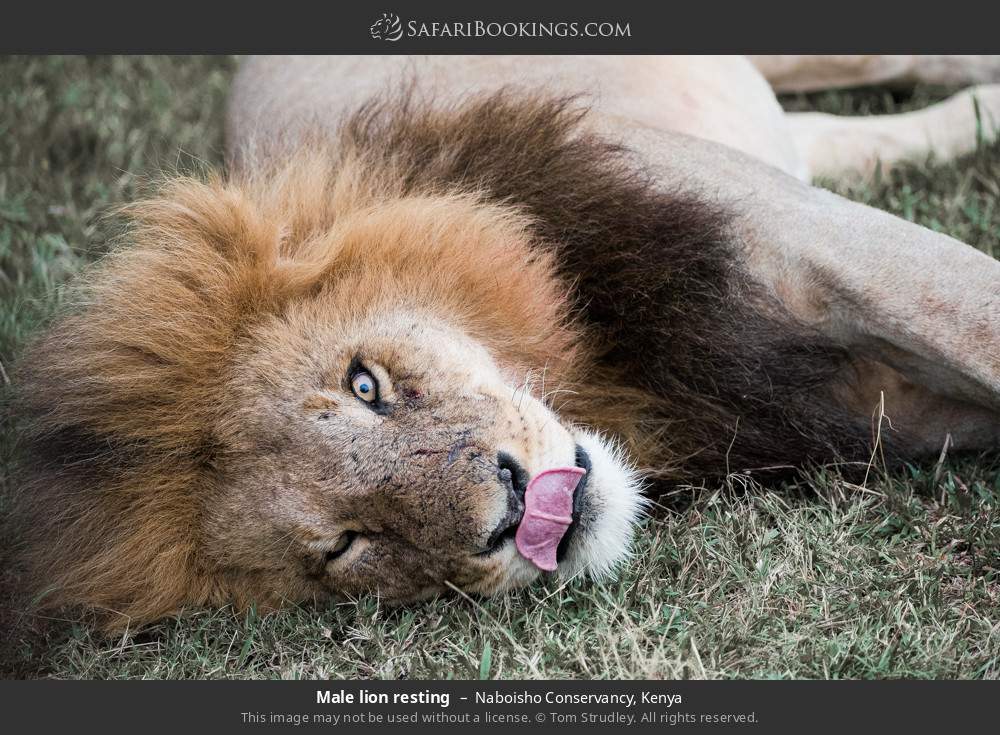Male lion resting in Naboisho Conservancy, Kenya