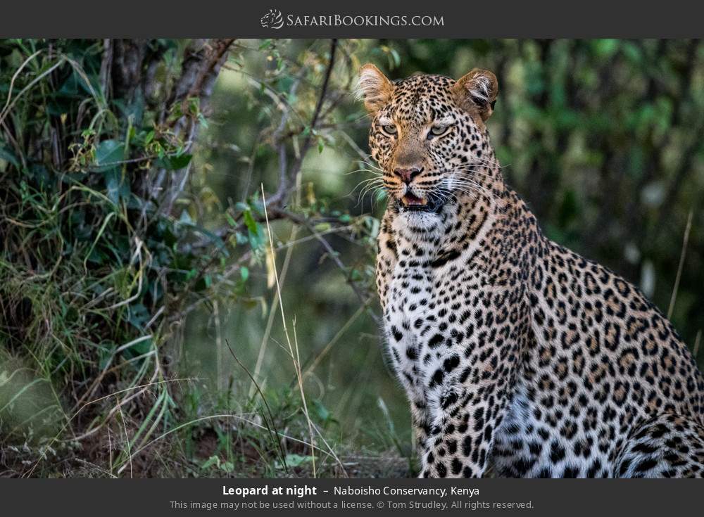 Leopard at night in Naboisho Conservancy, Kenya