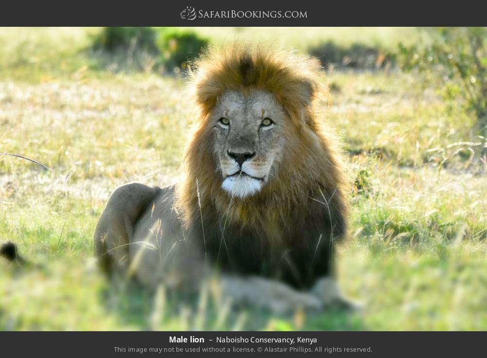 Male lion in Naboisho Conservancy, Kenya