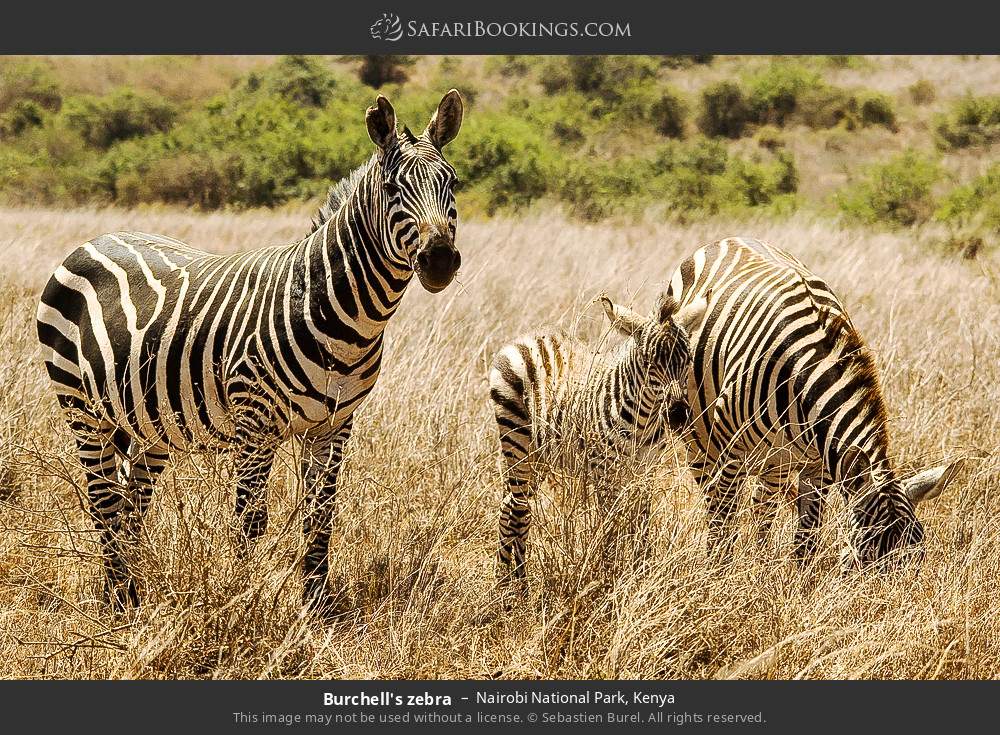 Burchell's zebra in Nairobi National Park, Kenya
