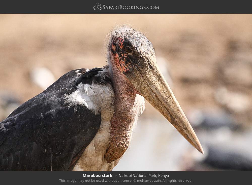 Marabou stork in Nairobi National Park, Kenya