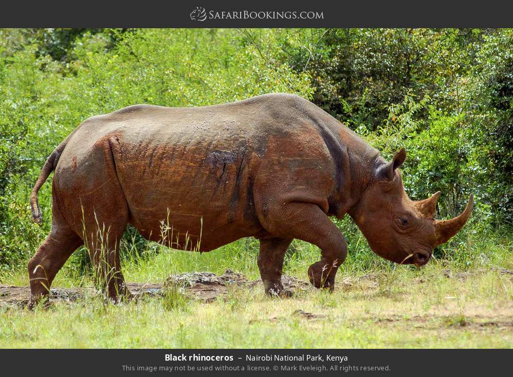 Black rhinoceros in Nairobi National Park, Kenya