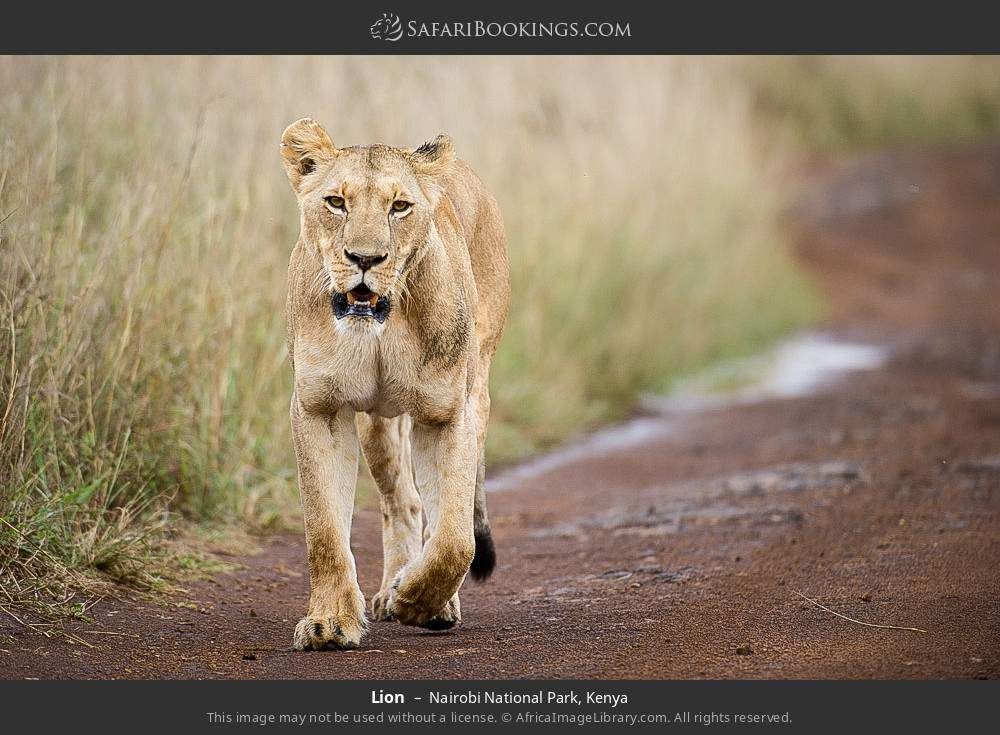 Lion in Nairobi National Park, Kenya