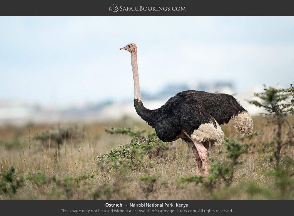 Ostrich in Nairobi National Park, Kenya