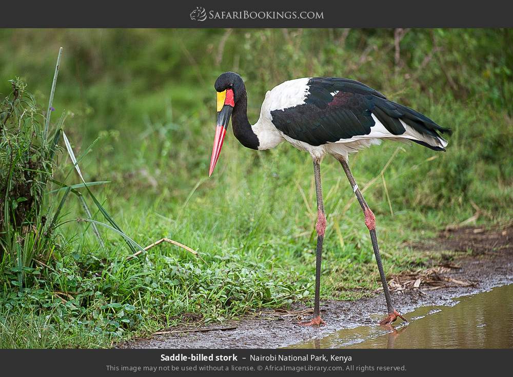 Saddle-billed stork in Nairobi National Park, Kenya