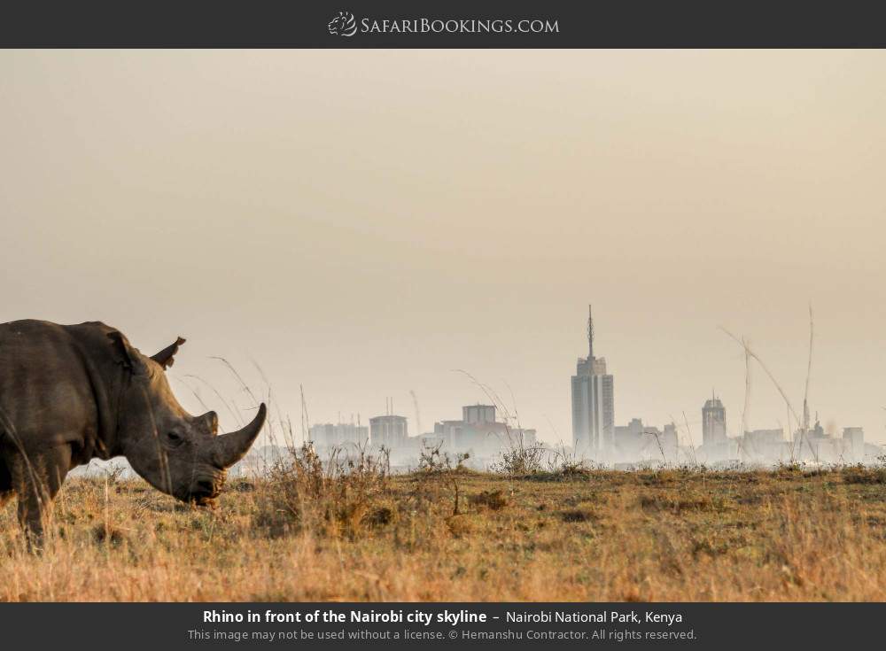 Rhino in front of the Nairobi city skyline in Nairobi National Park, Kenya