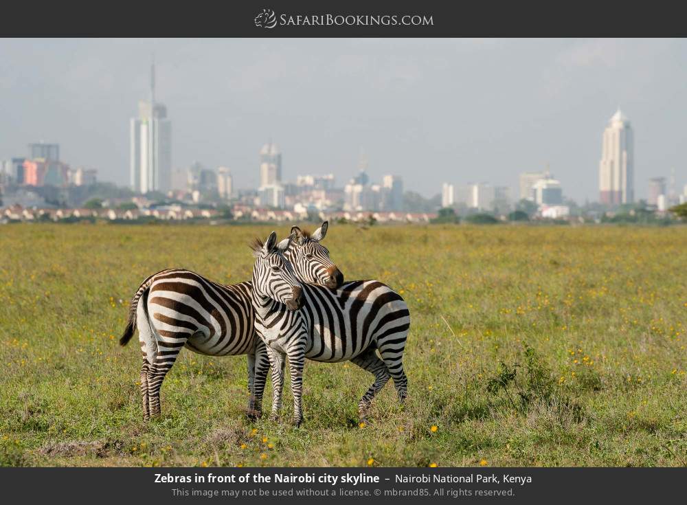 Zebras in front of the Nairobi city skyline in Nairobi National Park, Kenya