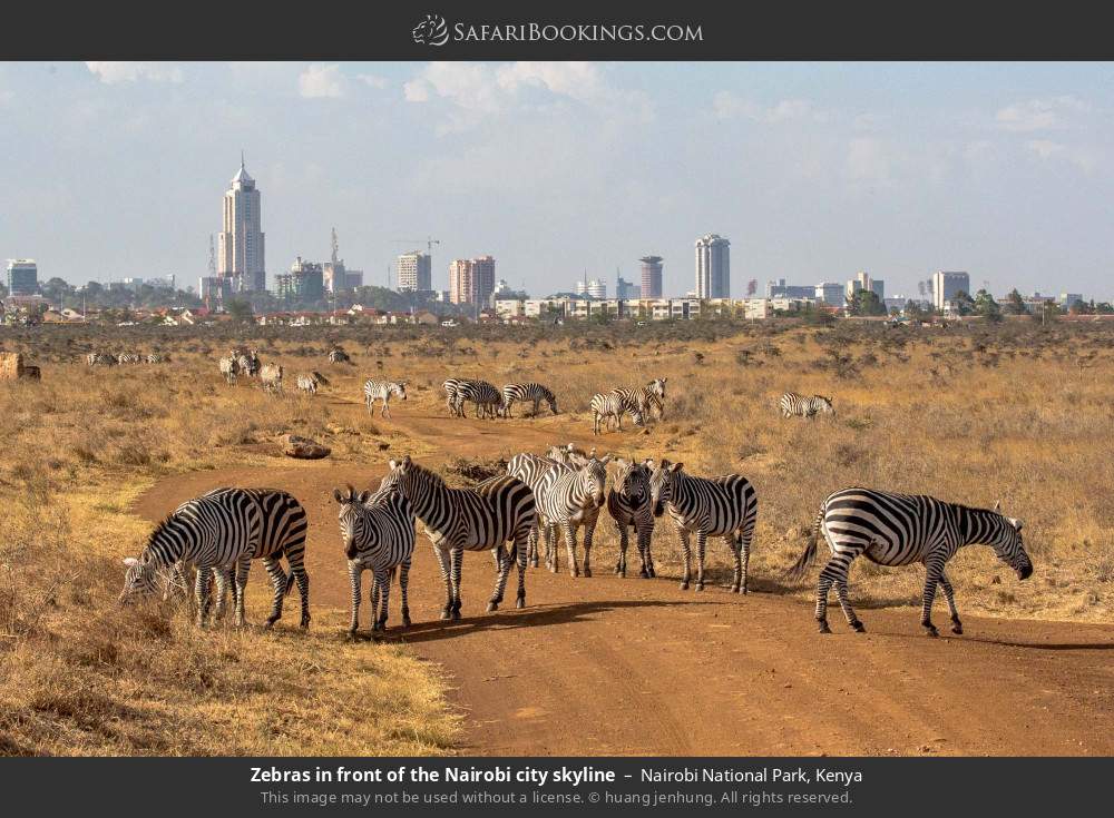 Zebras in front of the Nairobi city skyline in Nairobi National Park, Kenya