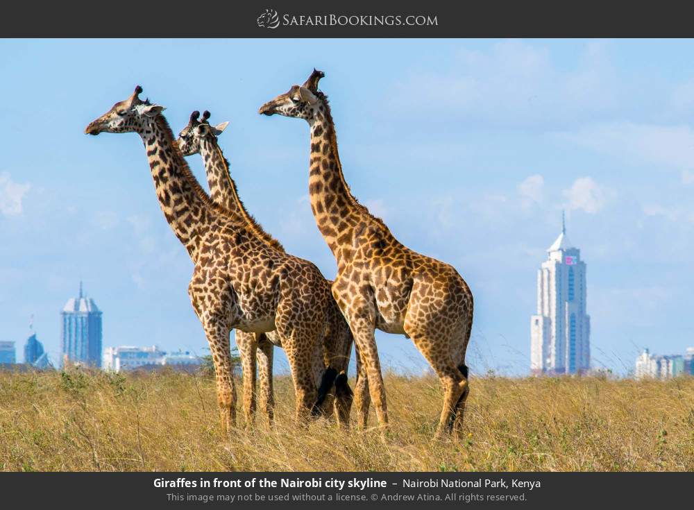 Giraffes in front of the Nairobi city skyline in Nairobi National Park, Kenya