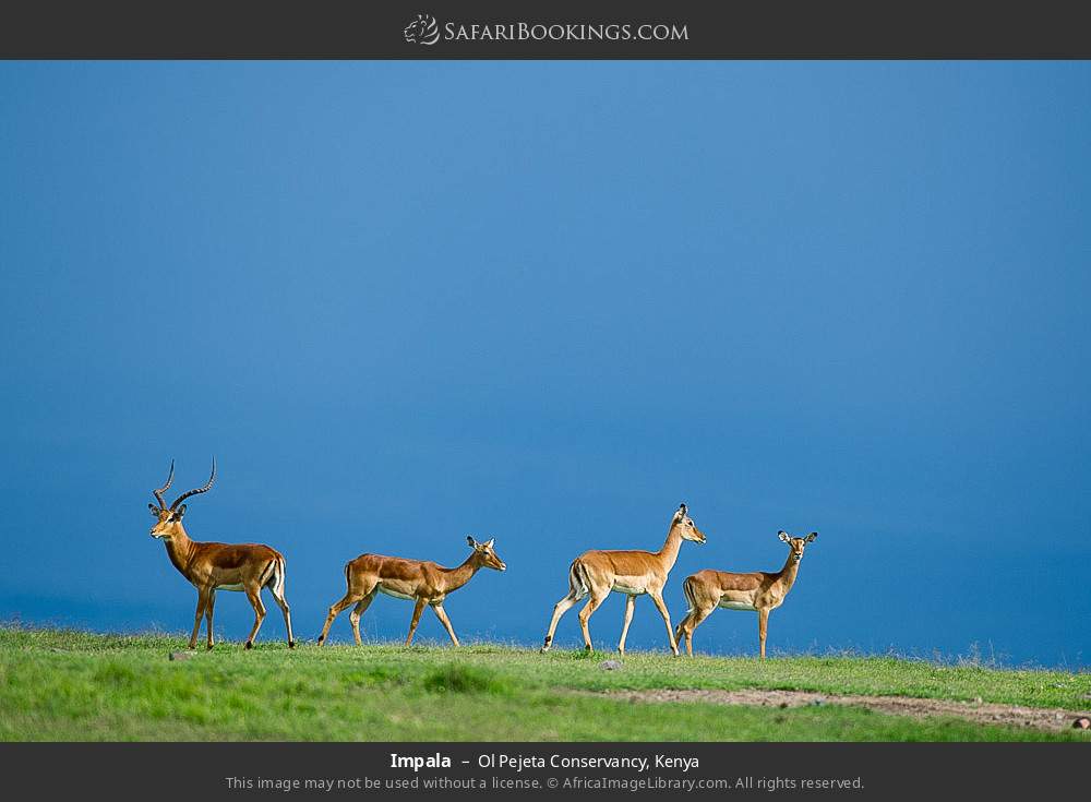 Impalas in Ol Pejeta Conservancy, Kenya