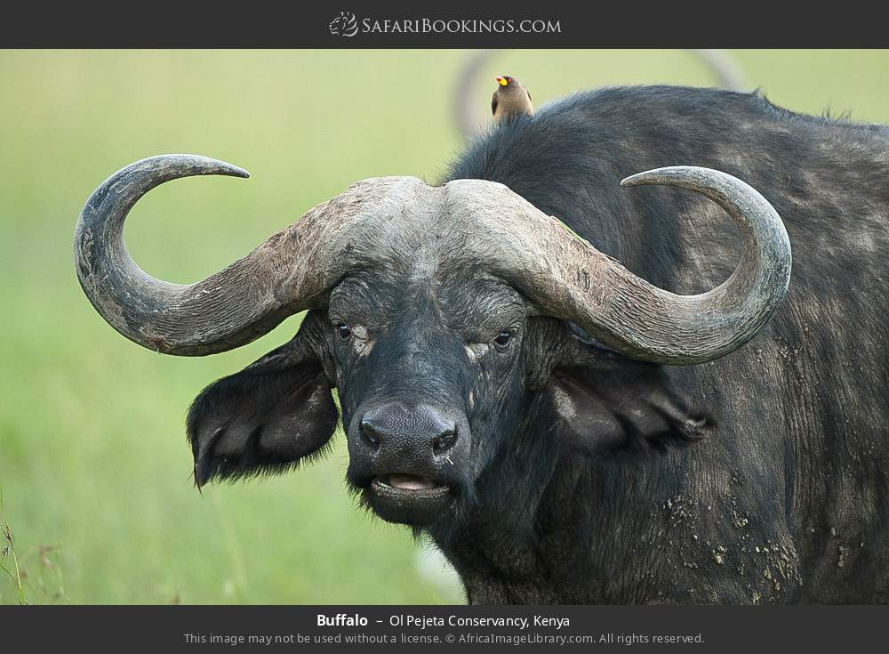 Buffalo in Ol Pejeta Conservancy, Kenya