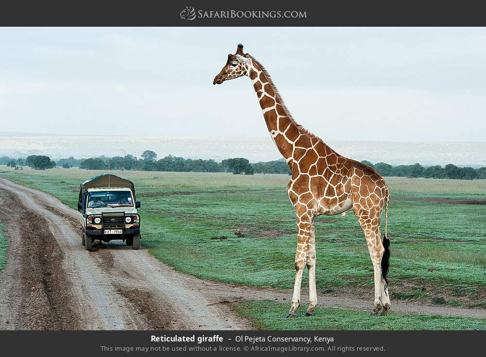 Reticulated giraffe in Ol Pejeta Conservancy, Kenya