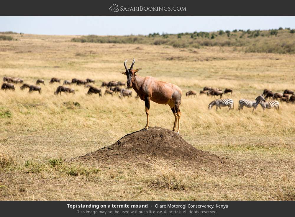 Topi standing on a termite mound in Olare Motorogi Conservancy, Kenya