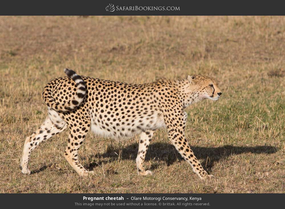 Pregnant cheetah in Olare Motorogi Conservancy, Kenya