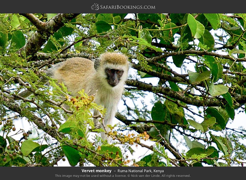 Vervet monkey in Ruma National Park, Kenya