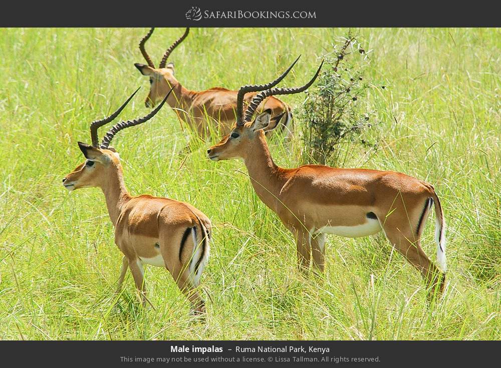 Male impalas in Ruma National Park, Kenya