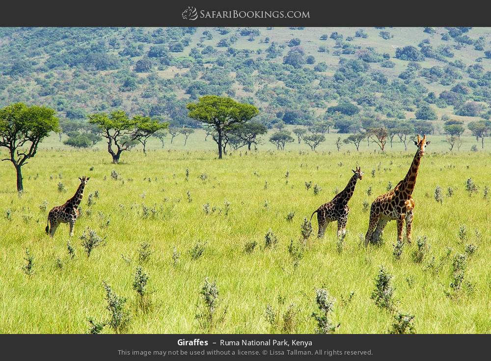 Giraffes in Ruma National Park, Kenya