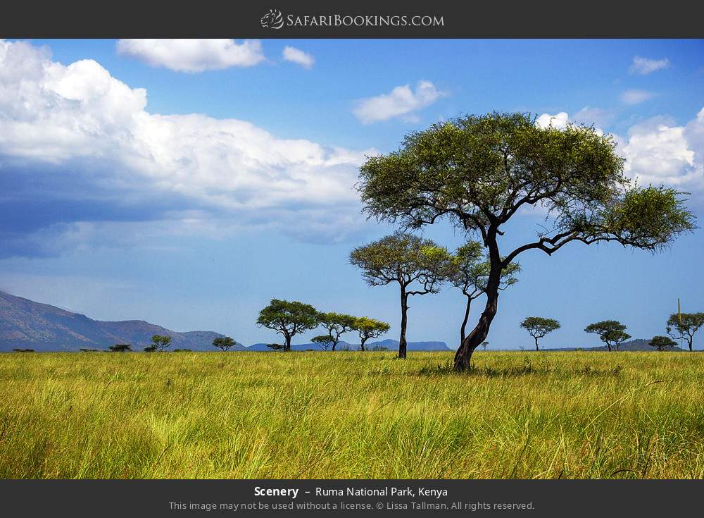Scenery in Ruma National Park, Kenya