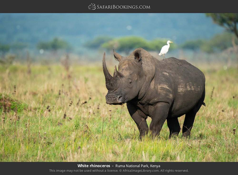 White rhinoceros in Ruma National Park, Kenya