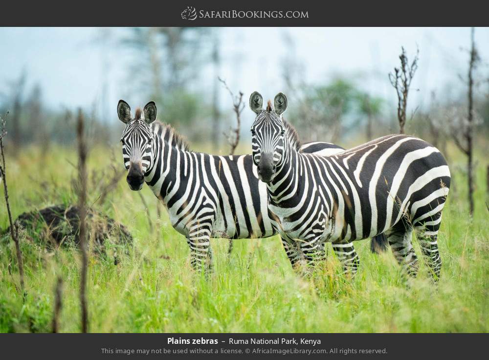 Plains zebras in Ruma National Park, Kenya