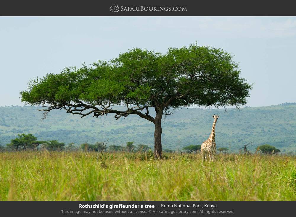 Rothschild's giraffe under a tree in Ruma National Park, Kenya