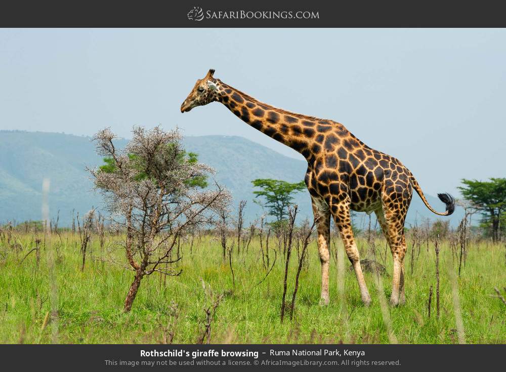 Rothschild's giraffe browsing in Ruma National Park, Kenya