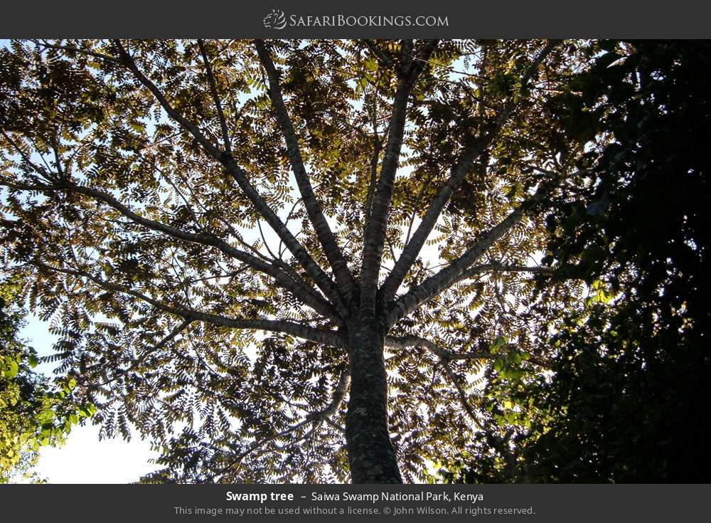 Swamp tree in Saiwa Swamp National Park, Kenya