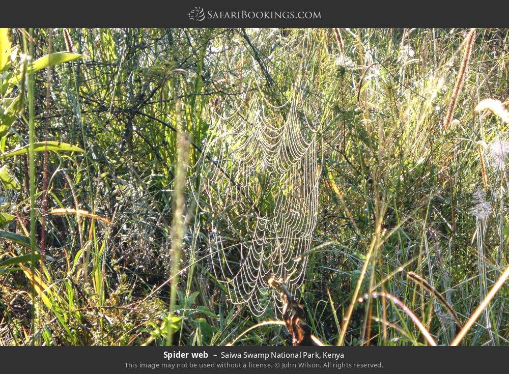 Spider web in Saiwa Swamp National Park, Kenya