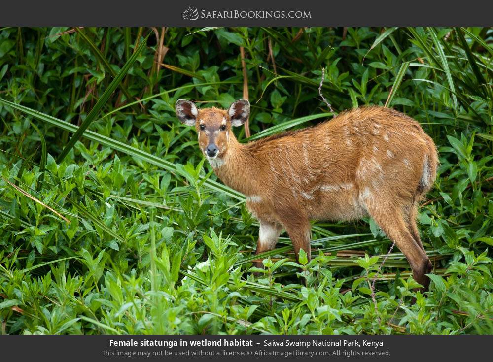 Female sitatunga in wetland habitat in Saiwa Swamp National Park, Kenya